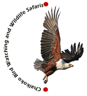 Chalkoko Birding and Wildlife Safaris