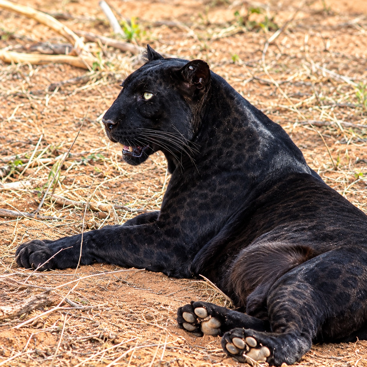 Sundowners after a day of game drives